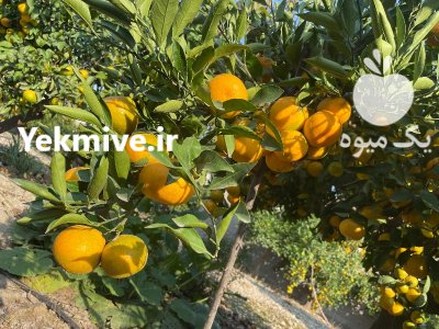 فروش نارنگی ژاپنی در ساری در گروه خرید فروش عمده نارنگی - ژاپنی بندر فروش عمده محصولات در یکمیوه -عکس3