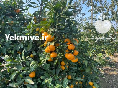 فروش نارنگی ژاپنی در ساری در گروه خرید فروش عمده نارنگی - ژاپنی بندر فروش عمده محصولات در یکمیوه -عکس4