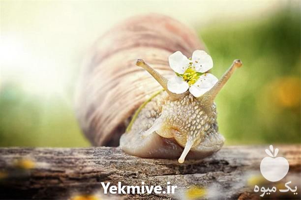 فروش صفر تا صد دوره آموزشی پرورش حلزون در تهران در گروه مشاوره - راه اندازی بازاریابی کسب درآمد بهبود کسب و کار در یکمیوه -عکس1