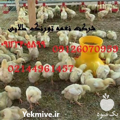 فروش مرغ گوشتی کاب و راس یک روزه در تهران در گروه مرغ و خروس و بوقلمون و اردک قو قاز در یکمیوه -عکس1