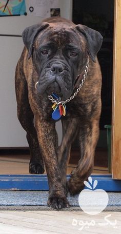 فروش توله سگ نگهبان شکاری در کرج در گروه سگ و گربه _ نگهبان هاسکی ژرمن دوبرمن سرابی در یکمیوه -عکس1