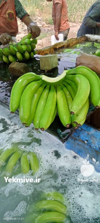 فروش موز هندی پریمیوم درجه 1 در قم در گروه خرید فروش عمده موز - زرد سبز پاکستان چیکیتا اکوادوور در یکمیوه -عکس2
