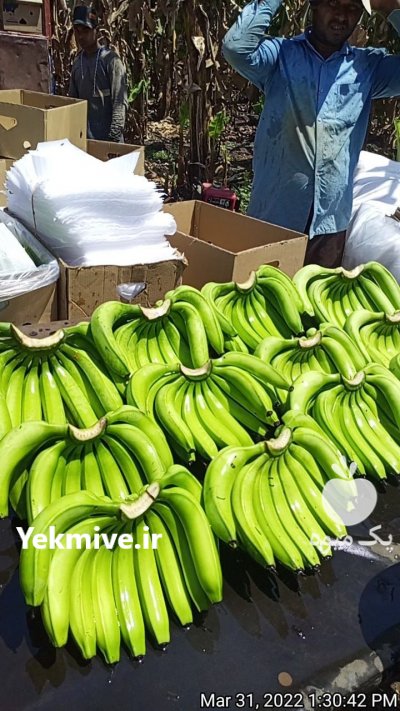 فروش موز هندی پریمیوم درجه 1 در قم در گروه خرید فروش عمده موز - زرد سبز پاکستان چیکیتا اکوادوور در یکمیوه -عکس1