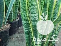 فروش گل آپارتمانی در تنکابن در گروه خرید فروش عمده گیاهان زینتی - گرمسیری آپارتمانی باغچه آب در یکمیوه -عکس1