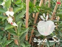 فروش نهال مرکبات در ساری در گروه خرید فروش نهال - انواع گردو پسته بادام سلطانی انگور در یکمیوه -عکس1