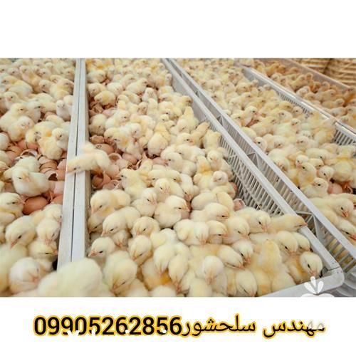 فروش تخم نطفه دار راس گوشتی در کرمان  در گروه انواع تخم ها - مرغ بوقلمون پرنده عمده کشاورزی در یکمیوه -عکس1