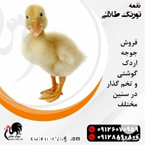 قیمت فروش جوجه اردک در تهران در گروه مرغ و خروس و بوقلمون و اردک قو قاز در یکمیوه -عکس1