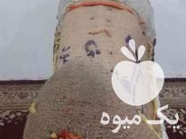 فروش و دوخت پالون اسب باری و سواری در مازندران در گروه اسب و الاغ خر و فروش قاطر- ترکمن عربی سفید نر و ماده در یکمیوه -عکس1