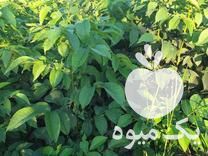 فروش نهال گردو خوشه ای در دلند در گروه خرید فروش نهال - انواع گردو پسته بادام سلطانی انگور در یکمیوه -عکس1