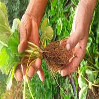 فروش نشا توت فرنگی گلدانی در کردستان در گروه خرید فروش نشا - انواع گوجه برنج کاهو پیاز کاری فرنگی در یکمیوه