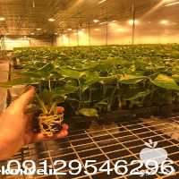 فروش بذر گل و گیاه در اندیشه در گروه خرید فروش بذر - انواع محصول کشاورزی گوجه کتان میوه درخت در یکمیوه