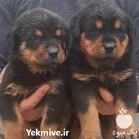 فروش توله روتوایلر سگ گارد در کرج در گروه سگ و گربه _ نگهبان هاسکی ژرمن دوبرمن سرابی در یکمیوه