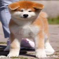 فروش توله سگ اکیتا ژاپنی در کرج در گروه سگ و گربه _ نگهبان هاسکی ژرمن دوبرمن سرابی در یکمیوه