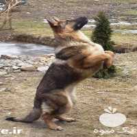 مرکز خرید و فروش سگهای گارد در کرج در گروه سگ و گربه _ نگهبان هاسکی ژرمن دوبرمن سرابی در یکمیوه