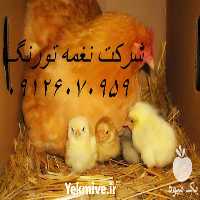 فروش جوجه مرغ مرندی در تهران در گروه مرغ و خروس و بوقلمون و اردک قو قاز در یکمیوه
