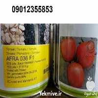 فروش بذر گوجه فرنگی فضای باز در هرمز در گروه خرید فروش بذر - انواع محصول کشاورزی گوجه کتان میوه درخت در یکمیوه