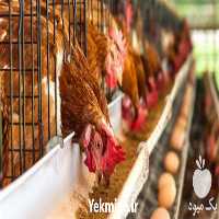 فروش دوره آموزش پرورش مرغ تخمگذار با تخفیف ویژه در تهران در گروه مرغ و خروس و بوقلمون و اردک قو قاز در یکمیوه