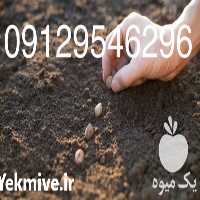 فروش بذر گل و گیاه در تهران در گروه خرید فروش بذر - انواع محصول کشاورزی گوجه کتان میوه درخت در یکمیوه