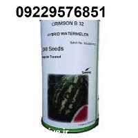 فروش بذر هندوانه پربار b 32 پربار در فارس در گروه خرید فروش بذر - انواع محصول کشاورزی گوجه کتان میوه درخت در یکمیوه