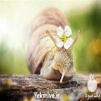 فروش صفر تا صد دوره آموزشی پرورش حلزون در تهران در گروه مشاوره - راه اندازی بازاریابی کسب درآمد بهبود کسب و کار در یکمیوه