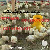 فروش مرغ گوشتی کاب و راس یک روزه در تهران در گروه مرغ و خروس و بوقلمون و اردک قو قاز در یکمیوه