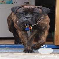 فروش توله سگ نگهبان شکاری در کرج در گروه سگ و گربه _ نگهبان هاسکی ژرمن دوبرمن سرابی در یکمیوه