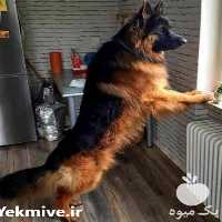 فروش انواع سگ مولد ژرمن شپرد در کرج در گروه سگ و گربه _ نگهبان هاسکی ژرمن دوبرمن سرابی در یکمیوه