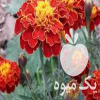 فروش بذر گل جعفری در تهران در گروه خرید فروش بذر - انواع محصول کشاورزی گوجه کتان میوه درخت در یکمیوه