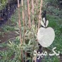 فروش نهال مرکبات تامسون در املش در گروه خرید فروش نهال - انواع گردو پسته بادام سلطانی انگور در یکمیوه