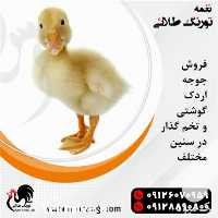 قیمت فروش جوجه اردک در تهران در گروه مرغ و خروس و بوقلمون و اردک قو قاز در یکمیوه