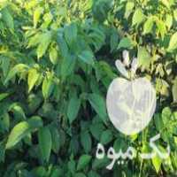 فروش نهال گردو خوشه ای در دلند در گروه خرید فروش نهال - انواع گردو پسته بادام سلطانی انگور در یکمیوه