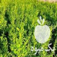 فروش نهال مرکبات اصلاح شده در جیرفت در گروه خرید فروش نهال - انواع گردو پسته بادام سلطانی انگور در یکمیوه