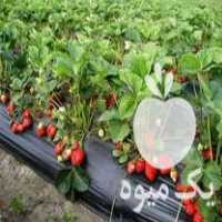 فروش بوته یا نهال توت فرنگی در بهنمیر در گروه خرید فروش نهال - انواع گردو پسته بادام سلطانی انگور در یکمیوه