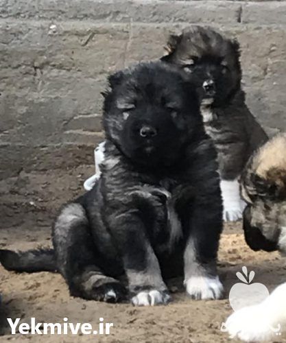 فروش توله سگ قفقازی اصیل در تهران در گروه سگ و گربه _ نگهبان هاسکی ژرمن دوبرمن سرابی در یکمیوه -عکس1