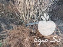 نهالستان نمونه مرکز در جعفریه در گروه خرید فروش نهال - انواع گردو پسته بادام سلطانی انگور در یکمیوه -عکس1