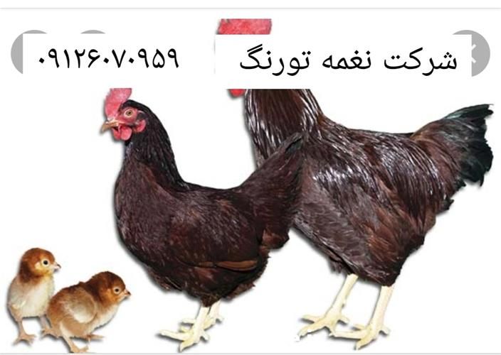 فروش توزیع پرورش مرغ رد آیلند در تهران در گروه مرغ و خروس و بوقلمون و اردک قو قاز در یکمیوه -عکس1