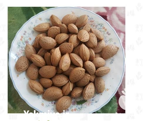 فروش نهال بادام در یزد در گروه خرید فروش نهال - انواع گردو پسته بادام سلطانی انگور در یکمیوه -عکس1