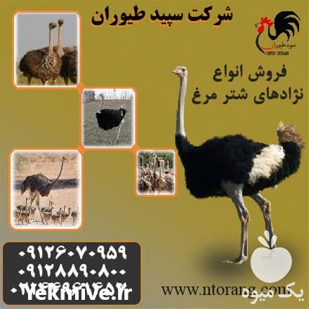 فروش شترمرغ پرواری در تهران در گروه مرغ و خروس و بوقلمون و اردک قو قاز در یکمیوه -عکس1