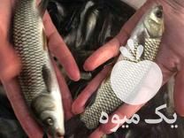 فروش بهترین بچه ماهی کپور آمور فیتوفاک در اصفهان در گروه ماهی کپور - ماهیان معمولی علف خوار پرورشی خرید و فروش در یکمیوه -عکس1