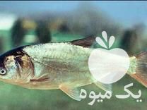 فروش بچه ماهی کپور آمور در ساری در گروه ماهی کپور - ماهیان معمولی علف خوار پرورشی خرید و فروش در یکمیوه -عکس1
