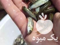 فروش بچه ماهی گرمابی آمور در اسفرورین در گروه ماهی کپور - ماهیان معمولی علف خوار پرورشی خرید و فروش در یکمیوه -عکس1