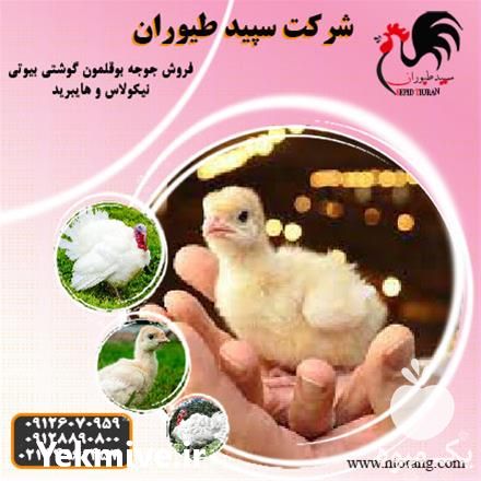 فروش قیمت جوجه بوقلمون یک ماهه در تهران در گروه مرغ و خروس و بوقلمون و اردک قو قاز در یکمیوه -عکس1