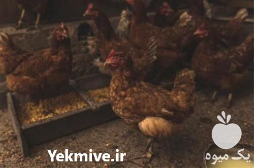 فروش جوجه نیمچه مرغ در تهران در گروه مرغ و خروس و بوقلمون و اردک قو قاز در یکمیوه -عکس1