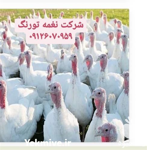 فروش بوقلمون برنز آمریکایی در تهران در گروه مرغ و خروس و بوقلمون و اردک قو قاز در یکمیوه -عکس1
