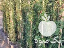 فروش شمشاد طلایی در پاکدشت در گروه خرید فروش عمده گیاهان زینتی - گرمسیری آپارتمانی باغچه آب در یکمیوه -عکس1