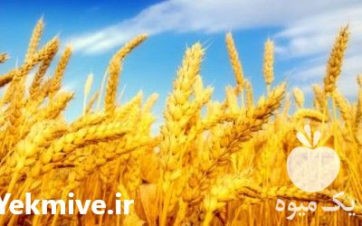 فروش انواع گندم در تهران در گروه خرید فروش عمده گندم و جو - بلغور شیرازی فروش عمده محصول کشاورزی در یکمیوه -عکس1