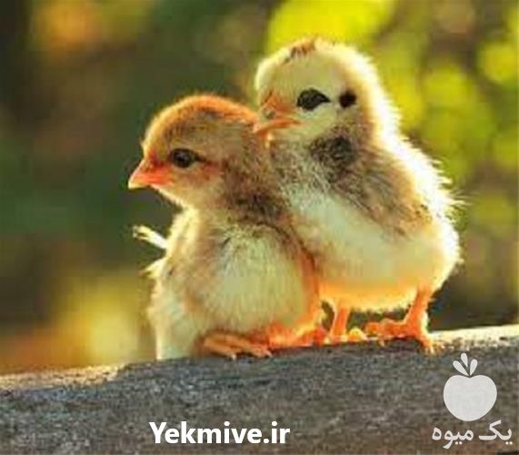 قیمت فروش جوجه بومی و محلی در تهران در گروه مرغ و خروس و بوقلمون و اردک قو قاز در یکمیوه -عکس1