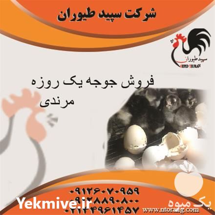 جوجه مرغ مرندی در تهران در گروه مرغ و خروس و بوقلمون و اردک قو قاز در یکمیوه -عکس1