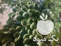 خرید نهال گردو بادام میوه در تهران در گروه خرید فروش نهال - انواع گردو پسته بادام سلطانی انگور در یکمیوه -عکس1