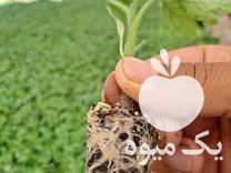 فروش نشا گوجه هندوانه در بوشهر در گروه خرید فروش نشا - انواع گوجه برنج کاهو پیاز کاری فرنگی در یکمیوه -عکس1